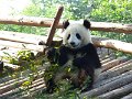 Pandas (017)